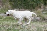 LABRADOR 873